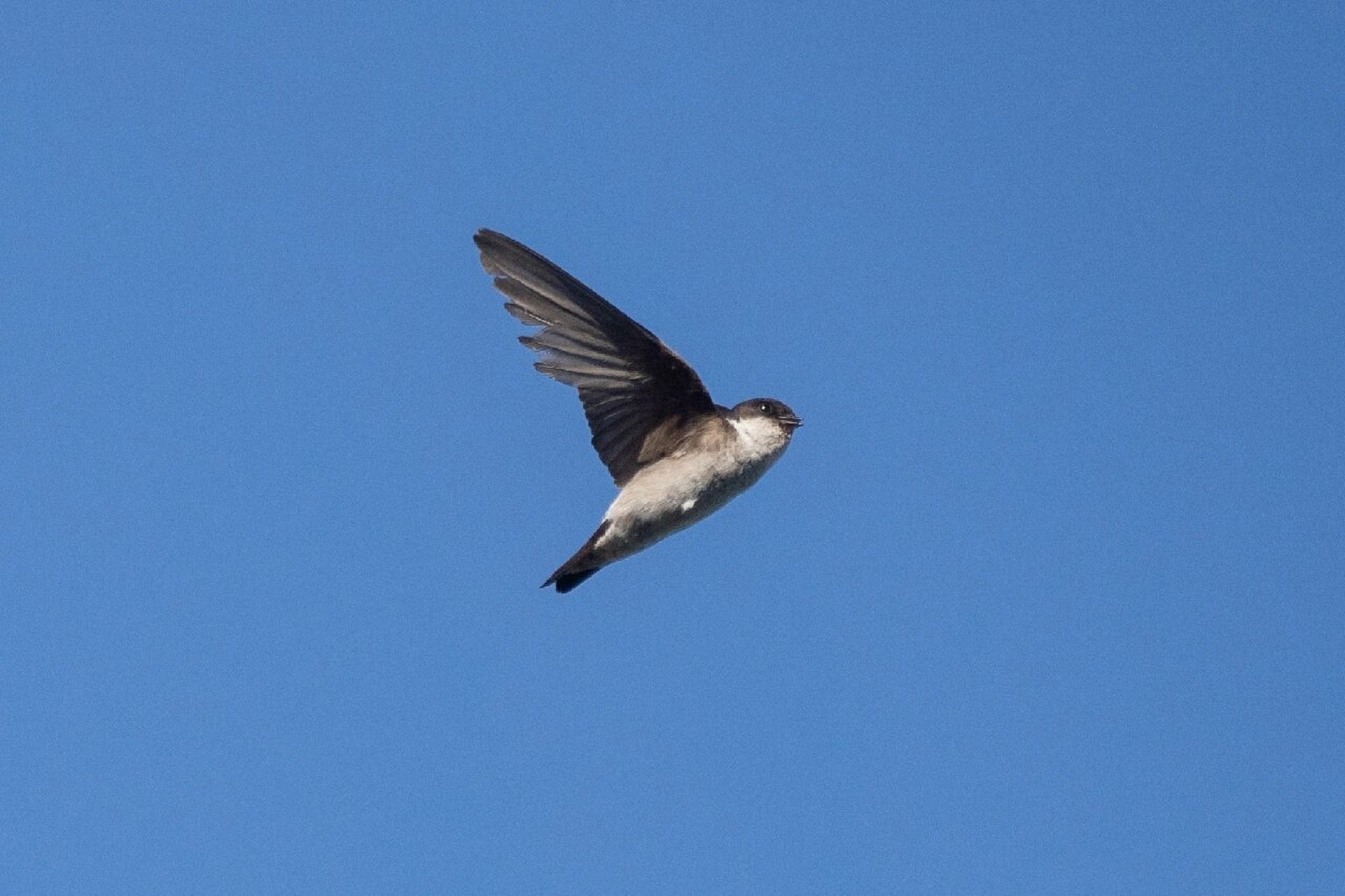 鸟类图鉴|烟腹毛脚燕 烟腹毛脚燕(英文名:asian house martin,学名