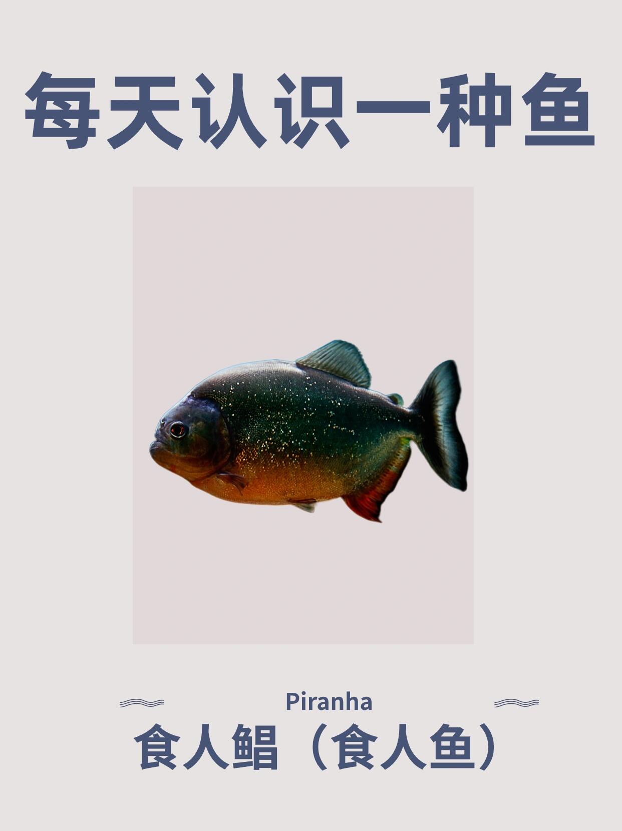 每天认识一种鱼(食人鱼