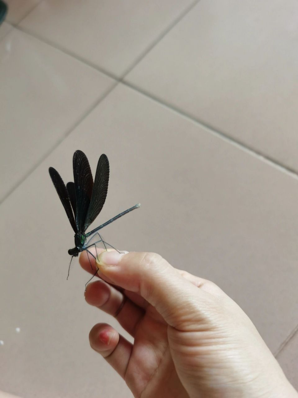 黑蜻蜓,第一次见 坐标 合肥 ,第一次见到这种黑色的蜻蜓,常见的都是