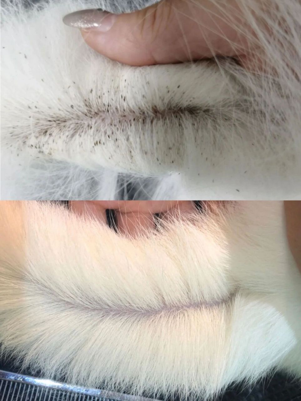 治猫咪油尾巴我有妙招!