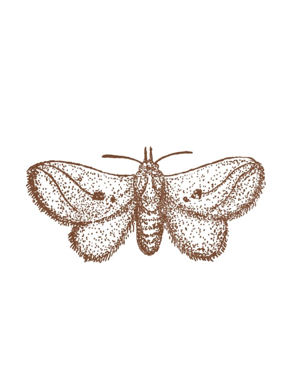 黄刺蛾-中医药昆虫动物药插画学习研究 黄刺蛾 别 名:雀瓮蛾,幼虫名