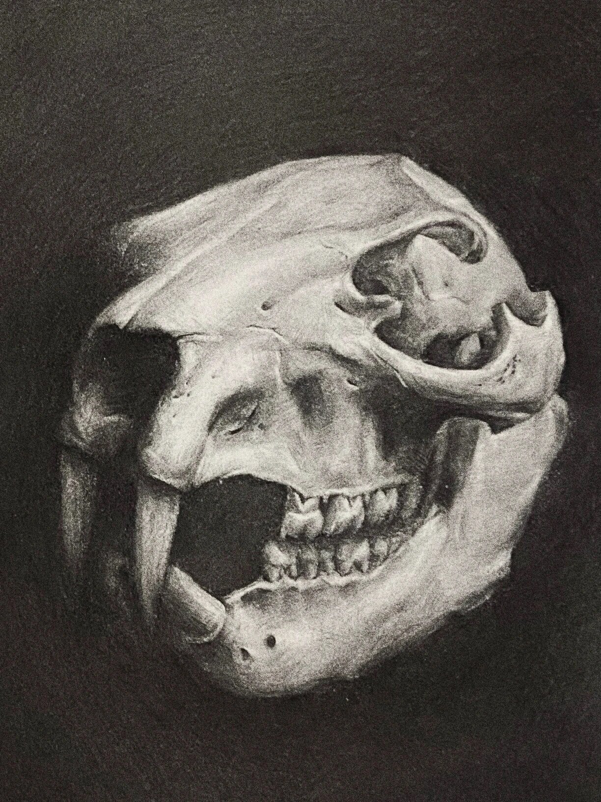 素描| 兔子头骨 画只小动物挂在家里,嘻嘻.92