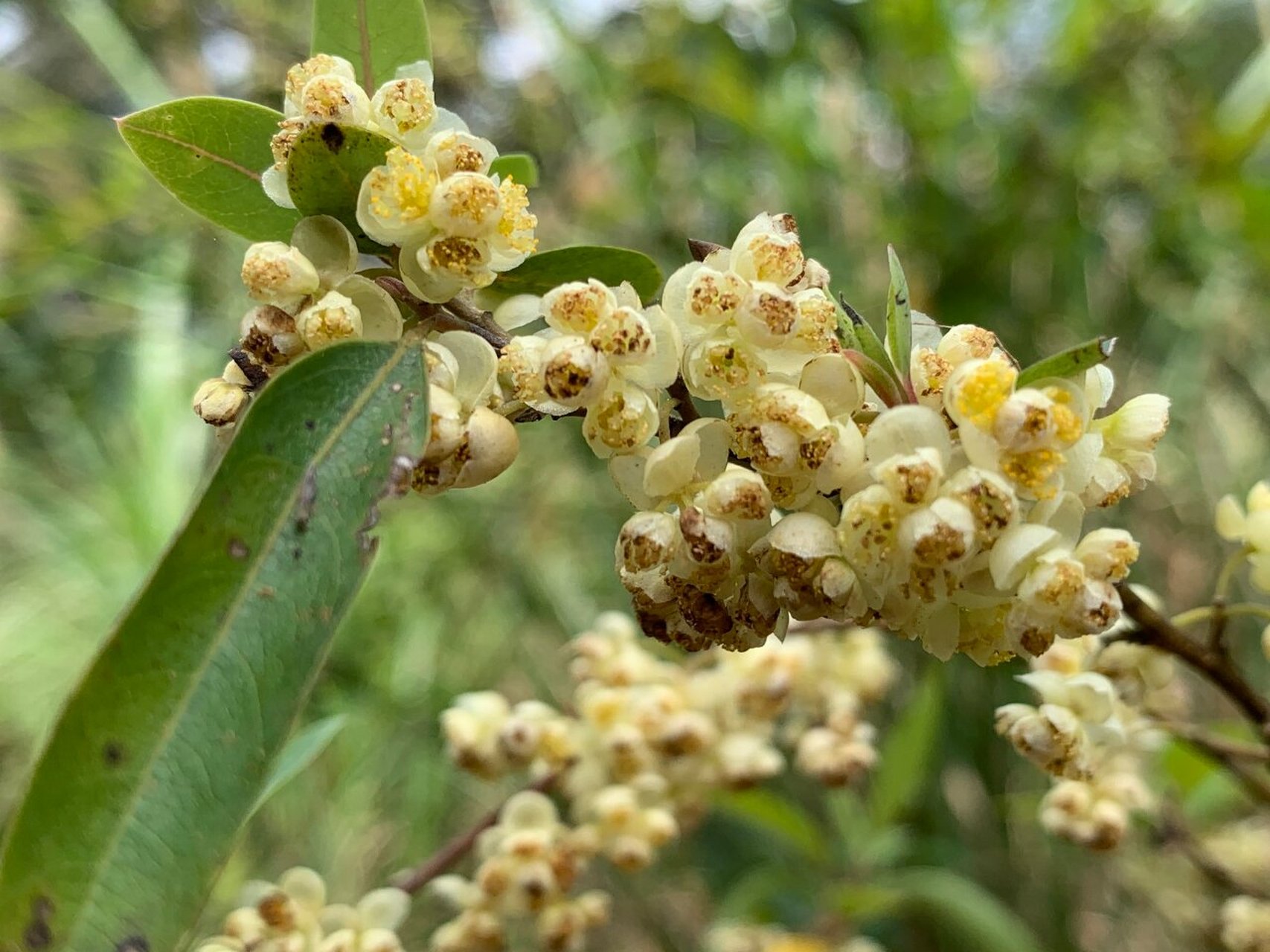 每日一花 | 山鸡椒 01 植物百科 中文名:山鸡椒 拉丁学名:litsea