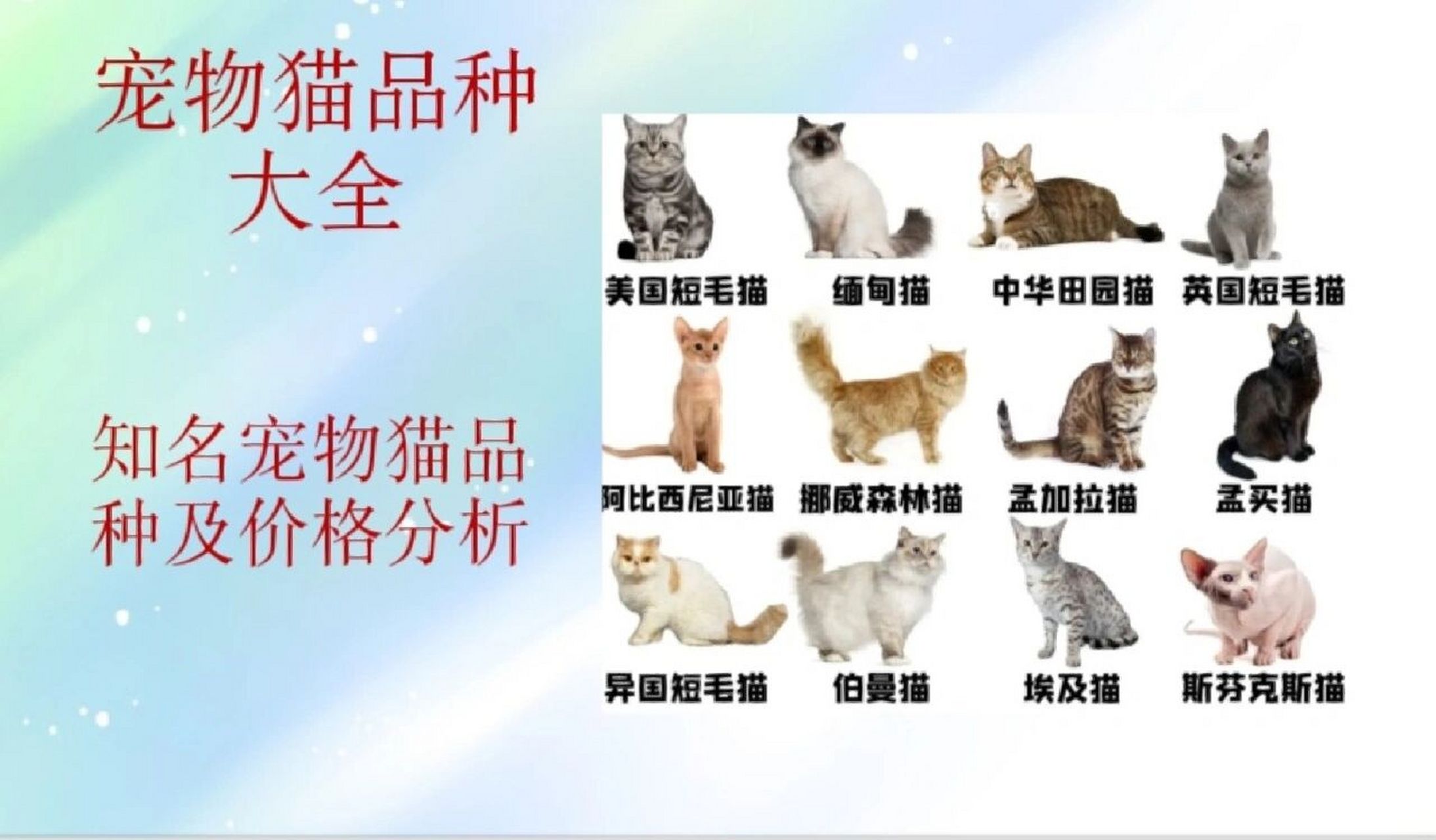 宠物猫品种大全及图片图片