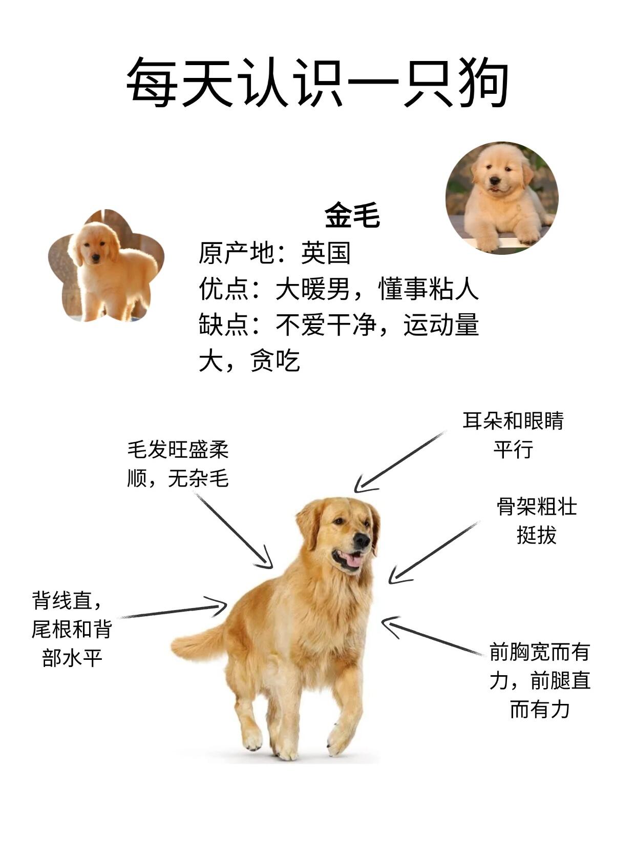 金毛犬寿命图片