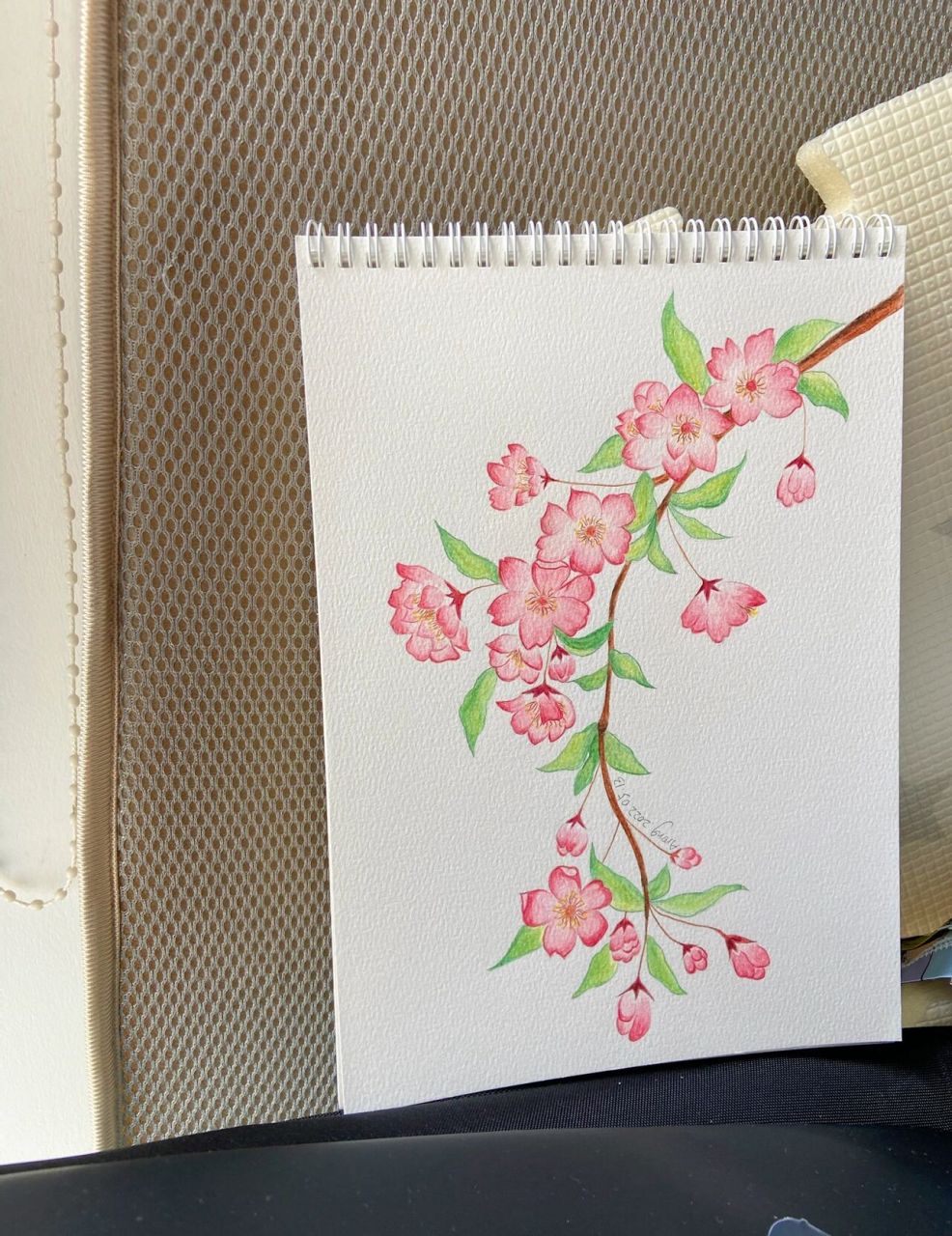 彩铅桃花 最近画花画得有点着迷,水溶性彩铅也可以有些许水彩的感觉