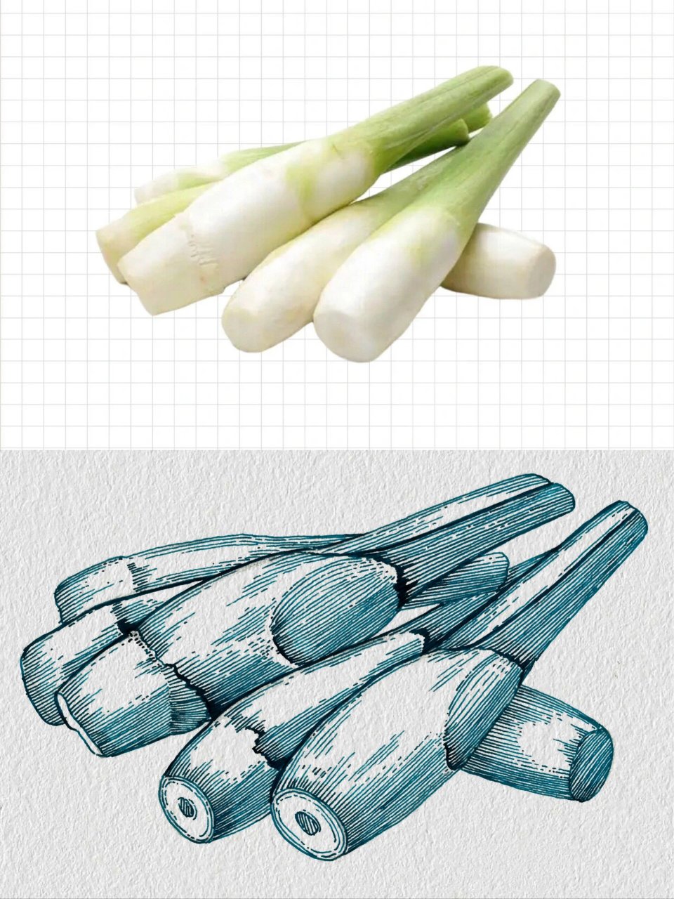 【初学者零基础入门】茭白的对照画法 发画笔记的速度赶不上画画的