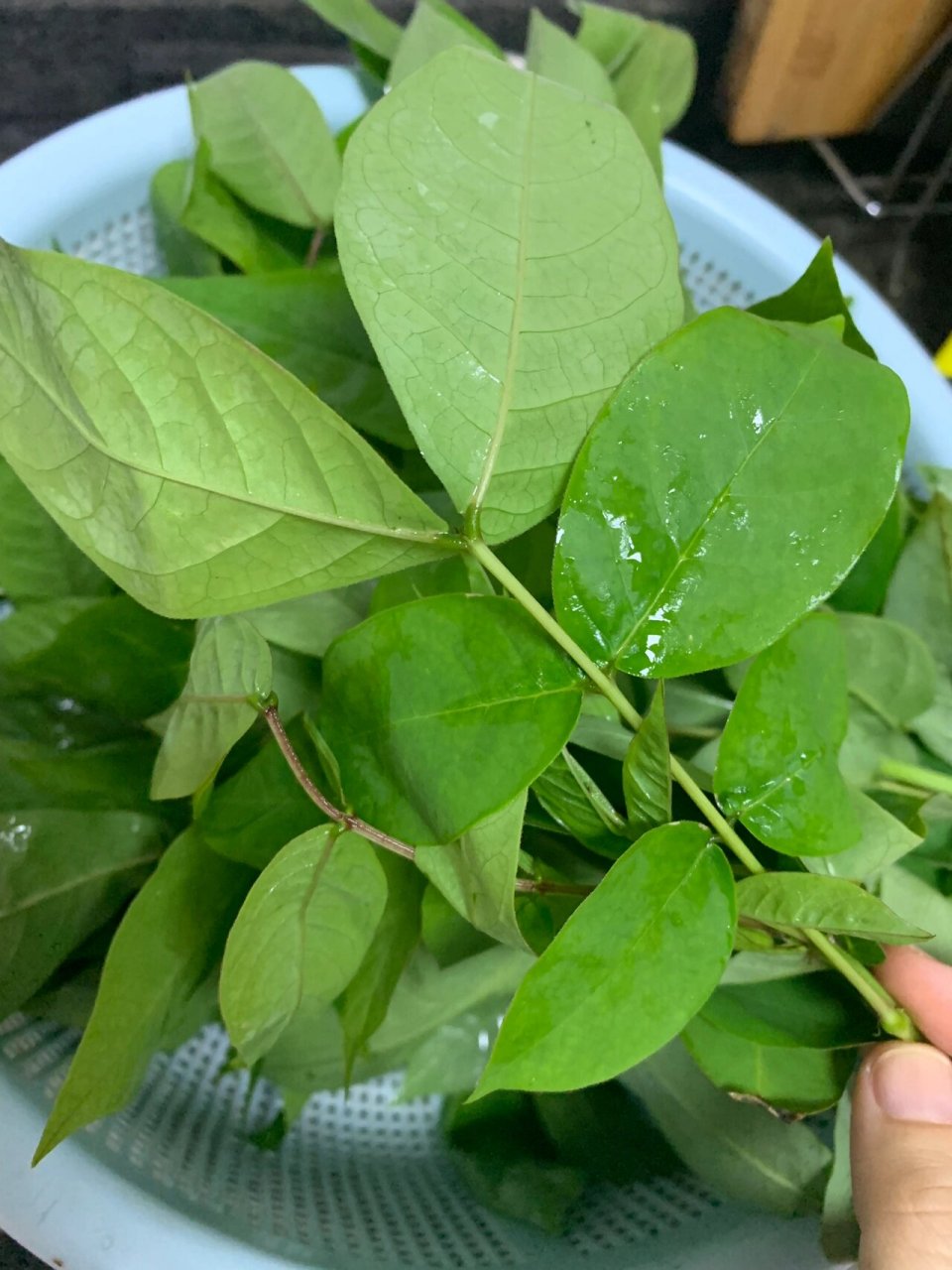 卖菜奶奶说这是"光明菜",具有清肝明目之效.