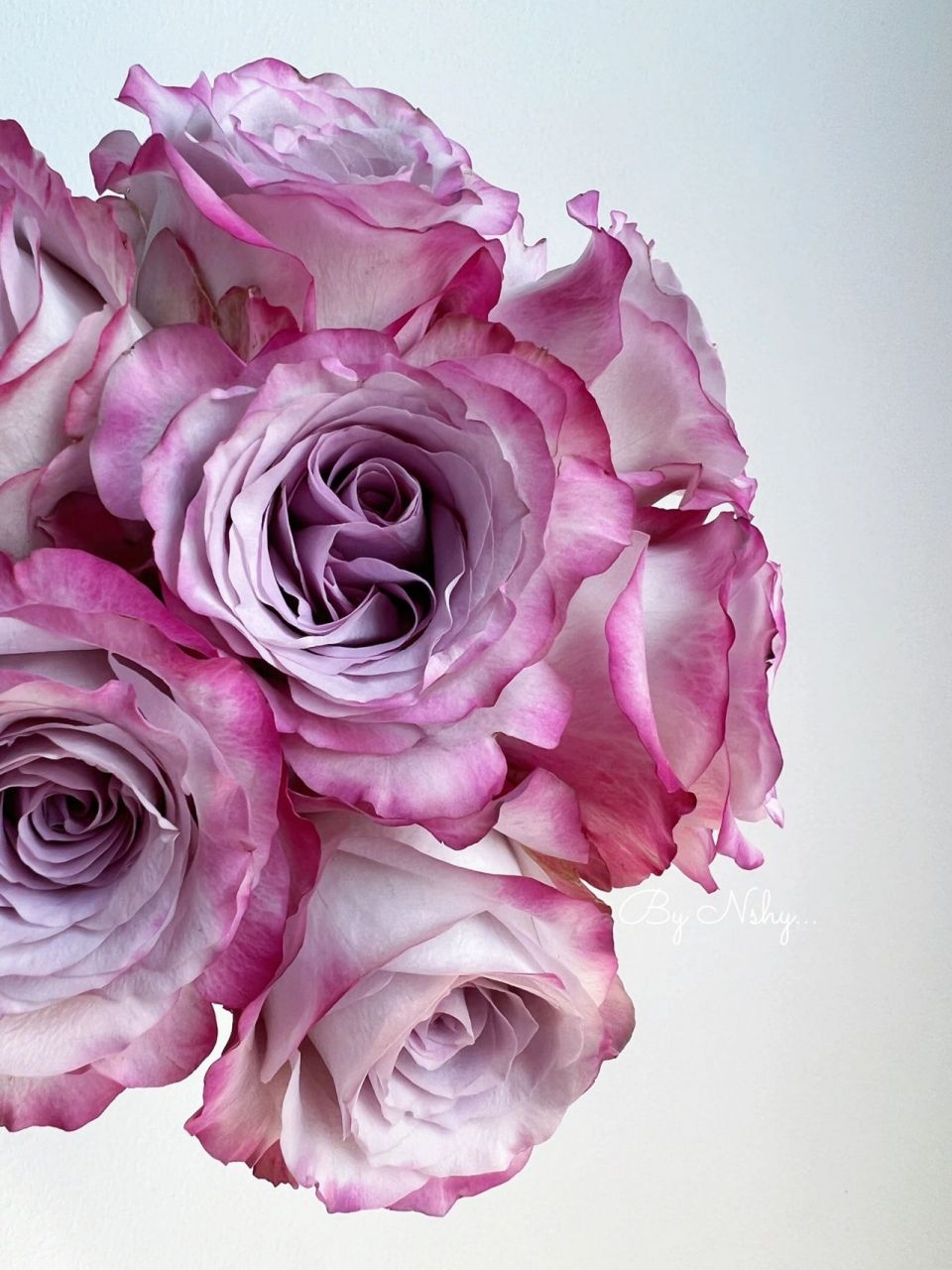 气场玫瑰 花如其名 花头有拳头那么大哦 粉紫双复色表现 开放度因人而