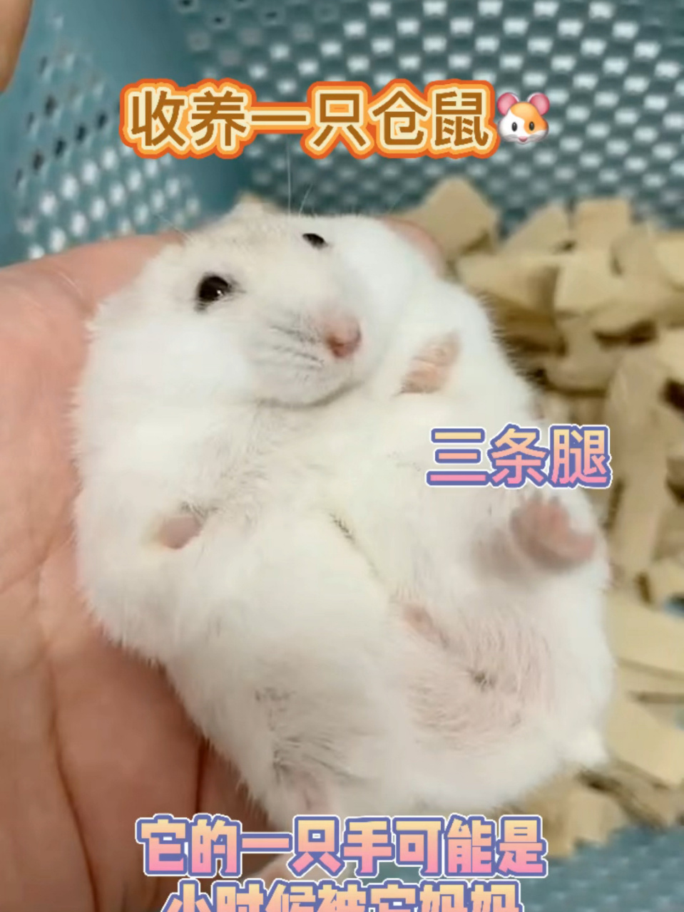 给它起个可爱的名字吧 麻烦啦