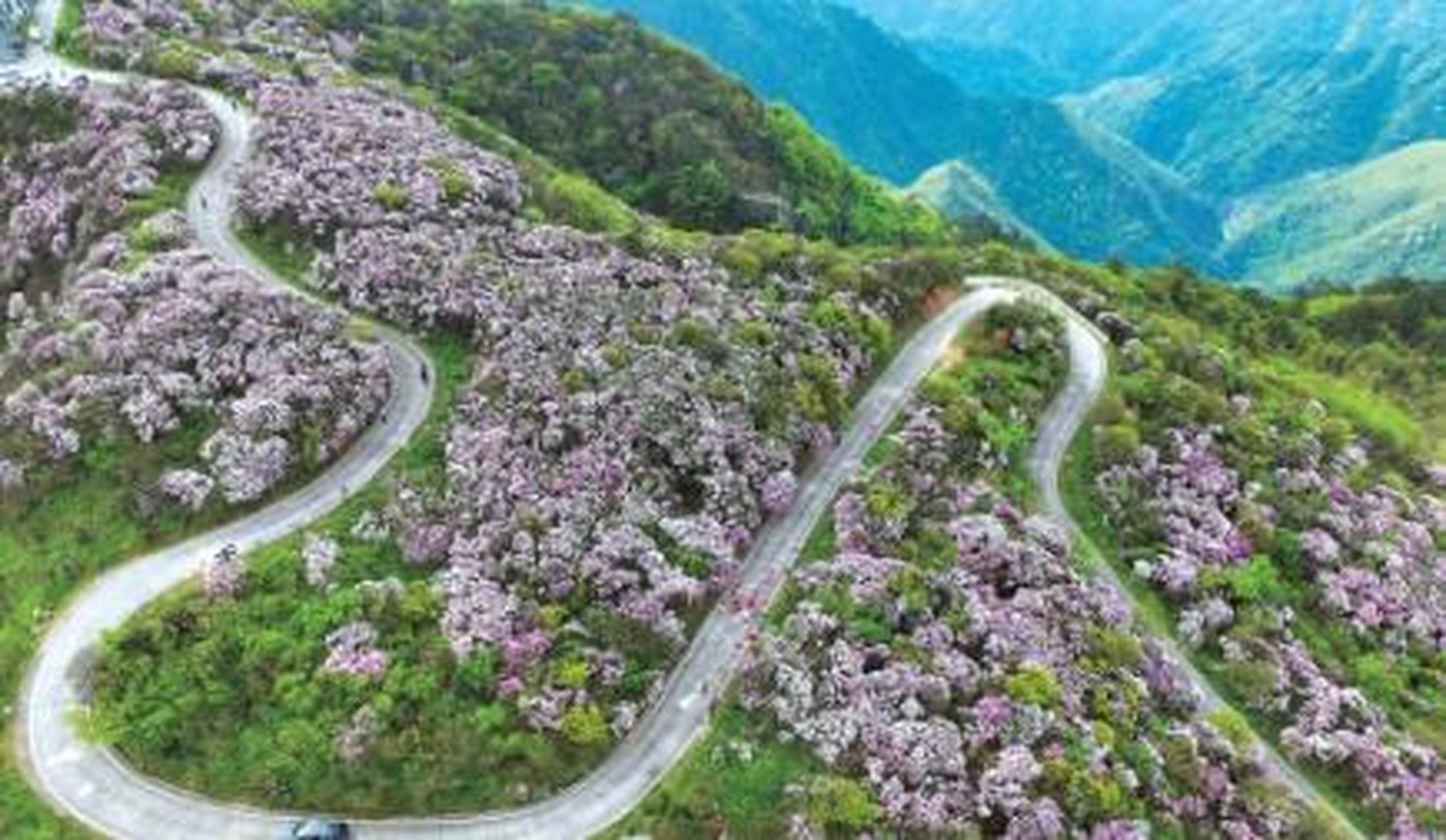 永州阳明山杜鹃花图片