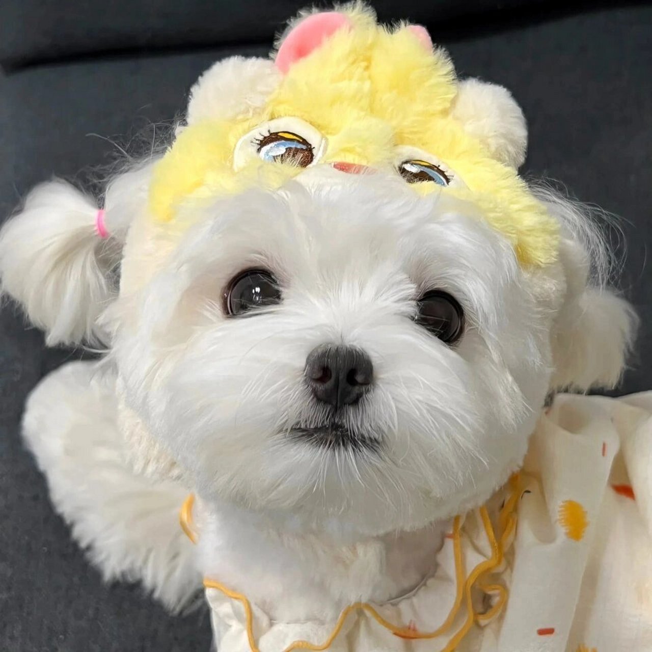 今日份可爱狗狗头像来咯           活泼可爱的狗狗谁会不爱呢?