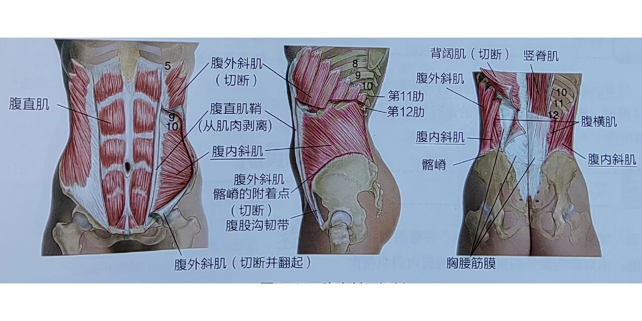 腹内斜肌解剖图图片