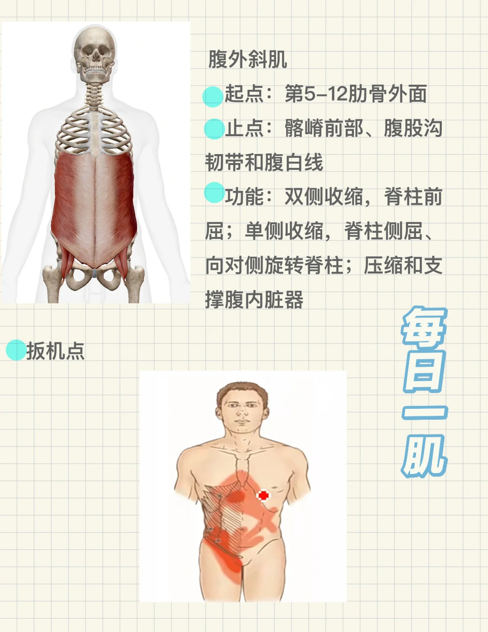 腹外斜肌和腹内斜肌图片