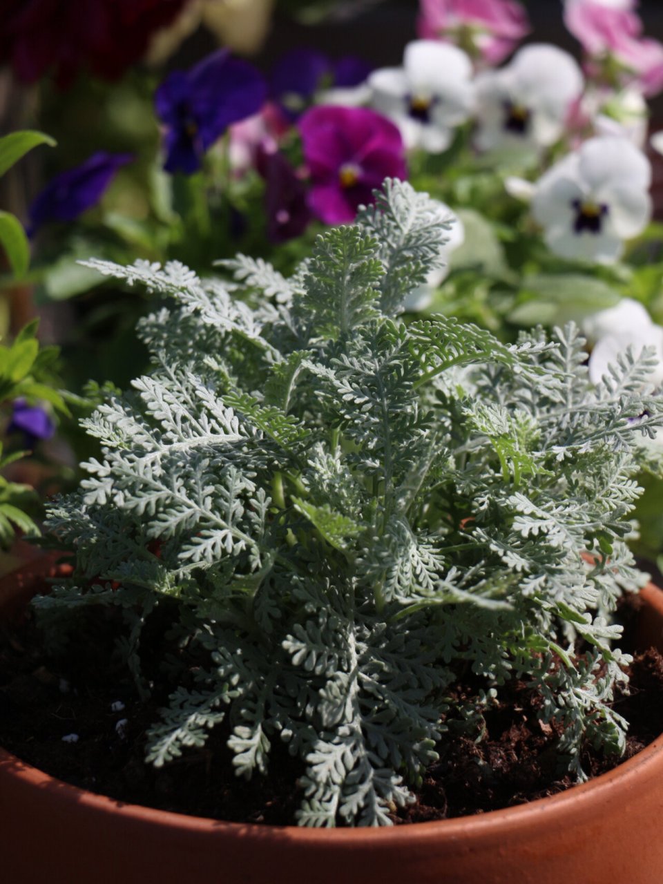 超精致银叶菊95「赛车手」,天生自带高级灰7515 银叶菊,因其银