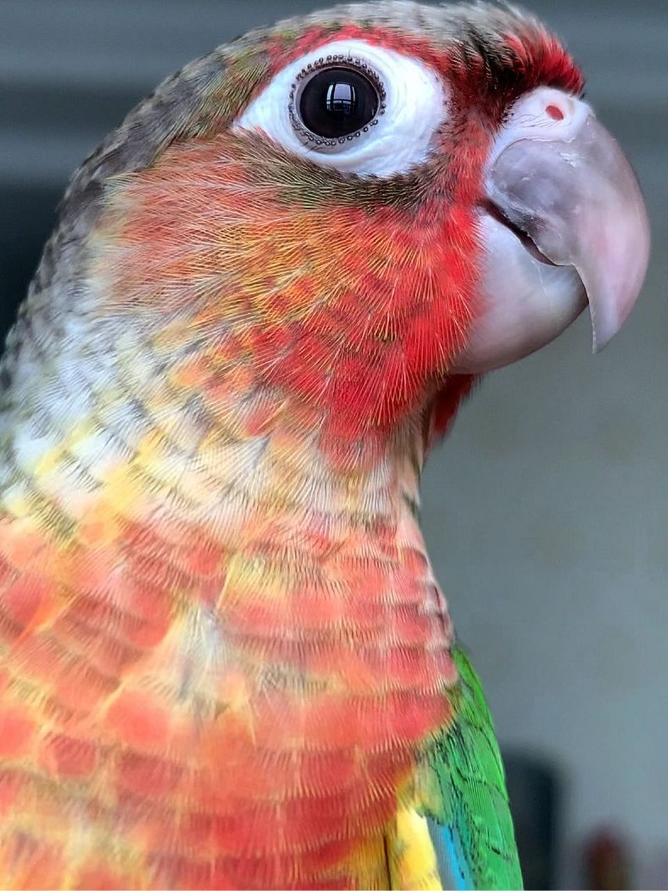 这应该是皇家太阳鹦鹉了 黄边小太阳 帅到我了伦这高贵的气质真的无人