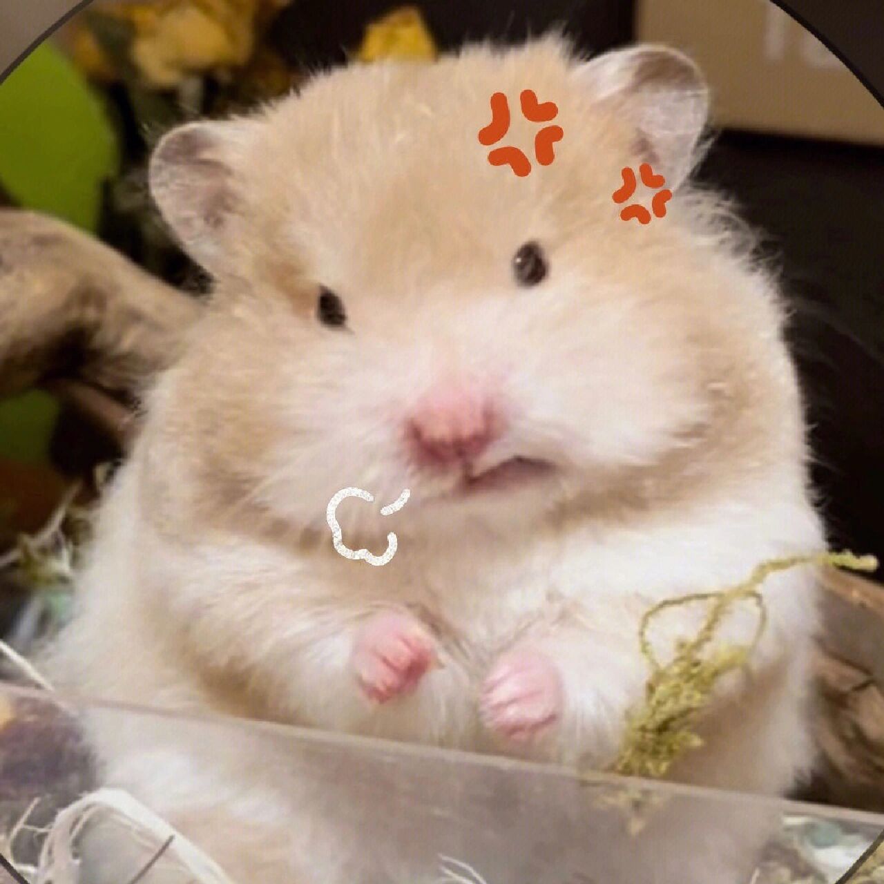 鼠鼠表情包 [鼓掌][鼓掌]