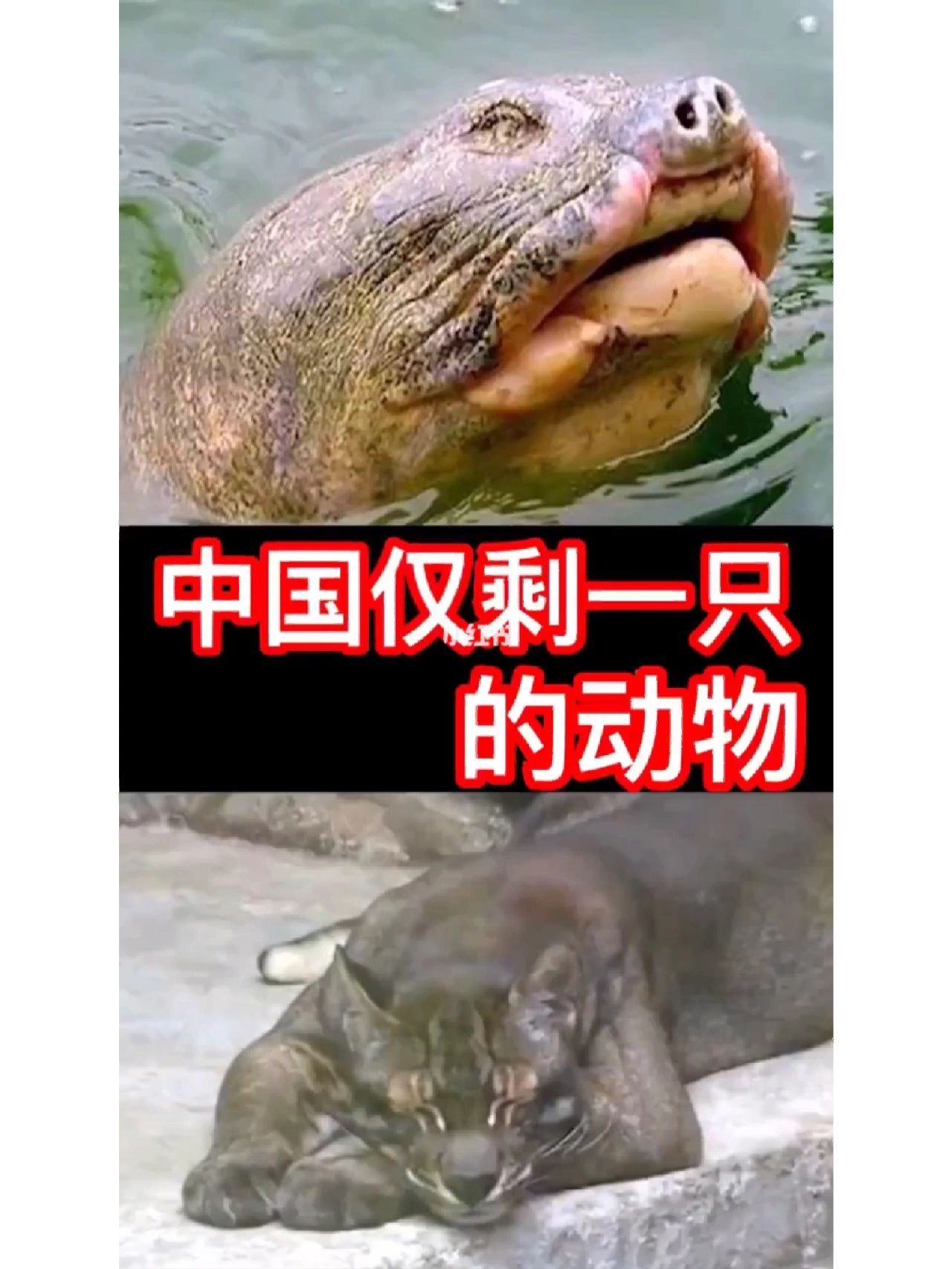 中国珍稀动物仅剩一只