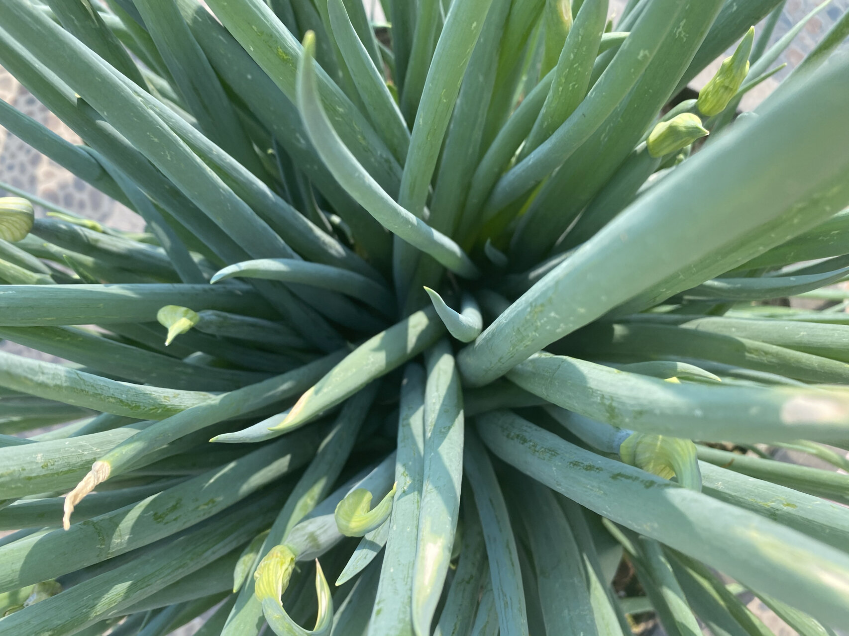 胡葱,风葱 自家种植的胡葱,俗称"风葱"