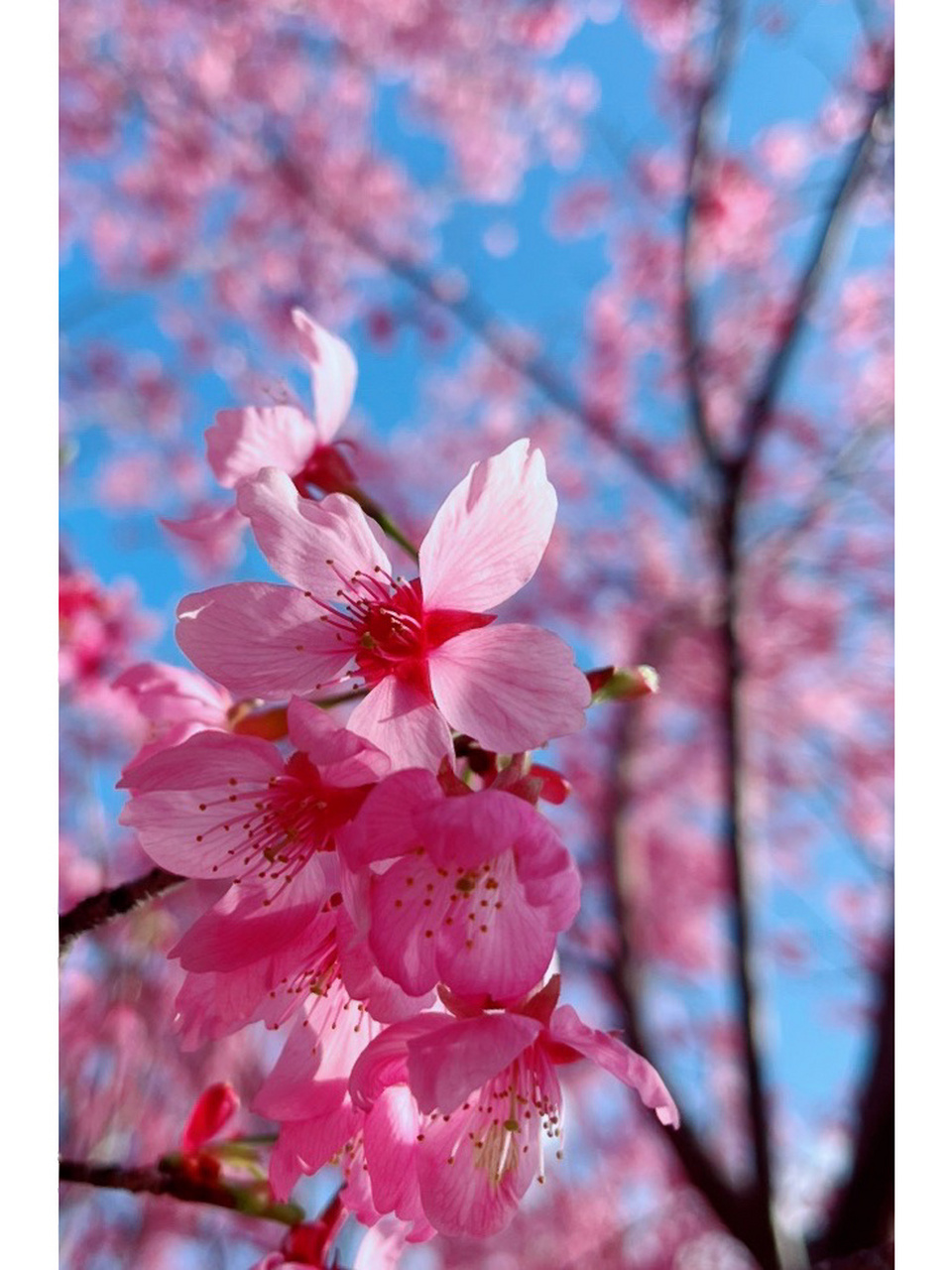 大田县县花图片