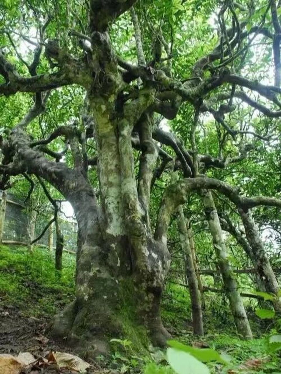 茶友们,新六大茶山你知道吗717171 hi,我是茶人咏怡,一个生活在