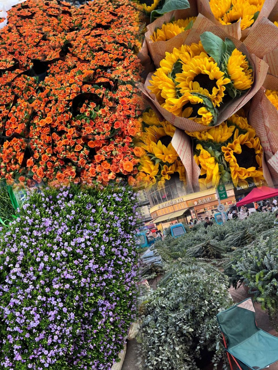 昆明斗南花卉市场打卡～ 99位置:呈贡区鲜花大道花花世界7栋141号