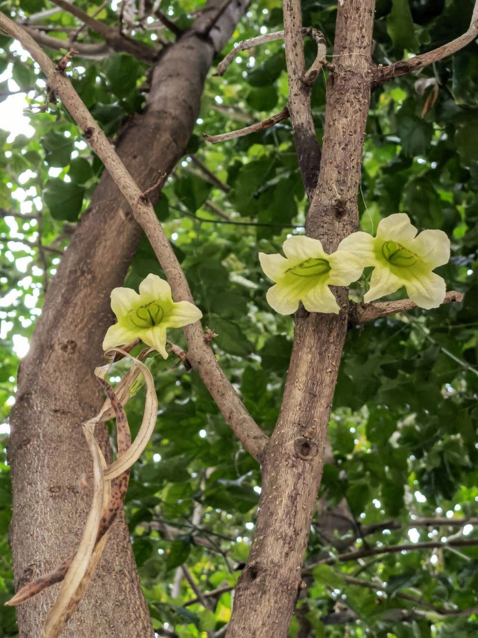 喜欢94,欣赏94-海南菜豆树 海南菜豆树 又名大叶牛尾连,紫葳科