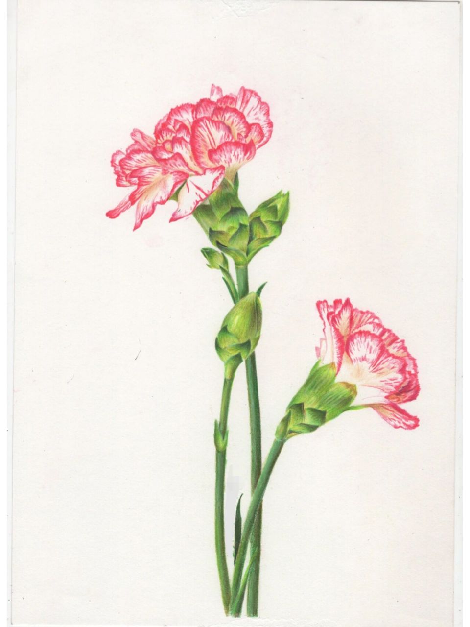 除了这个图文教程,还有其他版本的康乃馨视频教程喔!