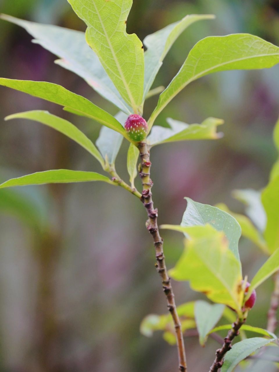 【果之语】牛奶子 学名:菱叶冠毛榕.一种野果,可食,甜而多汁.