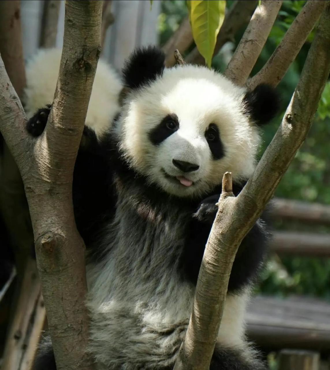 在网上找到几张大熊猫萌兰小时候的照片.