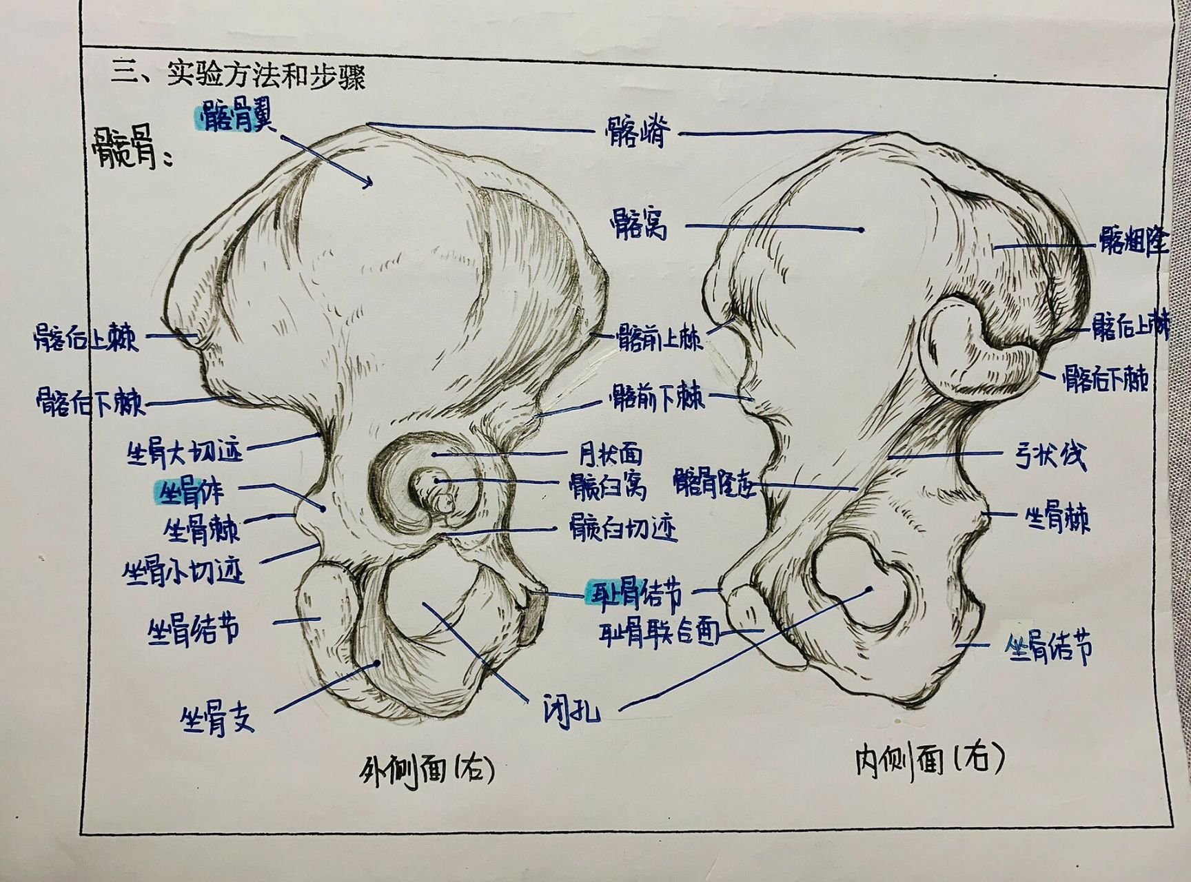 人体解剖手绘图|髋骨 股骨   运动解剖学实验报告第二波解剖示意图