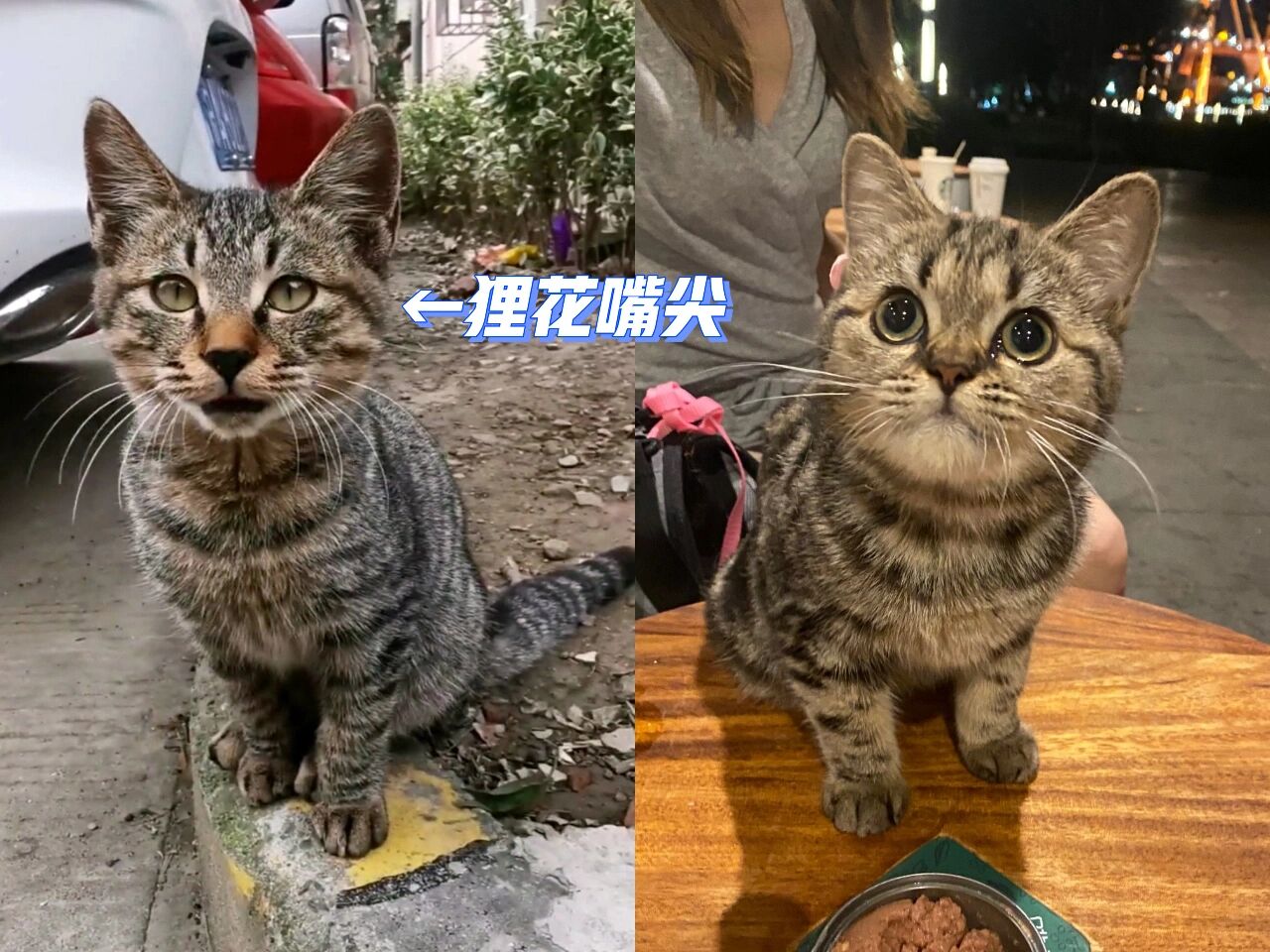 美短棕色标准虎斑猫图片