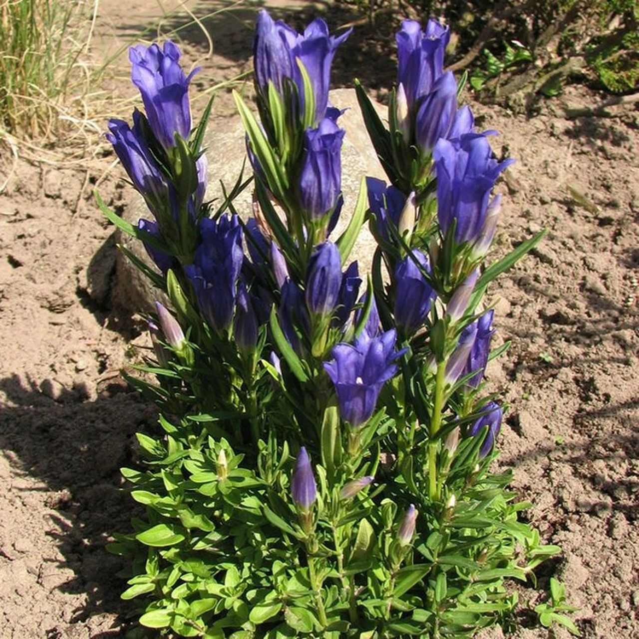 常用中药～龙胆草 龙胆  祛肝肾久郁热,解邪热气,安神.