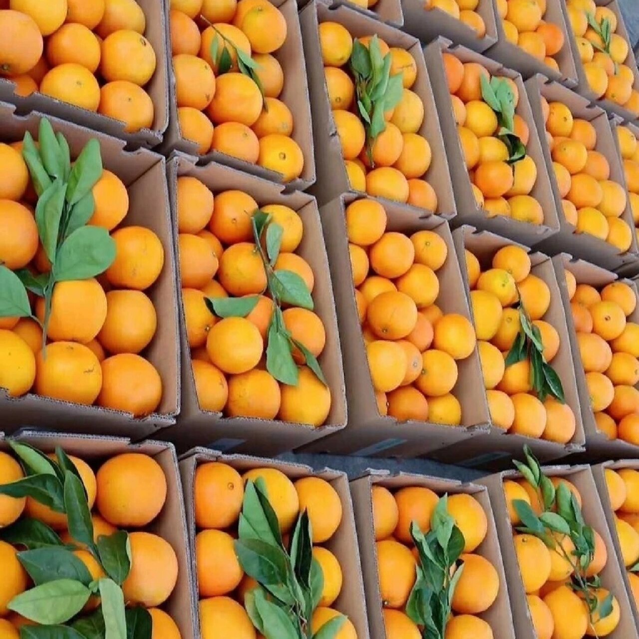 正宗赣南信丰脐橙10斤精品果 九省包邮 正宗赣南信丰脐橙10斤精品果
