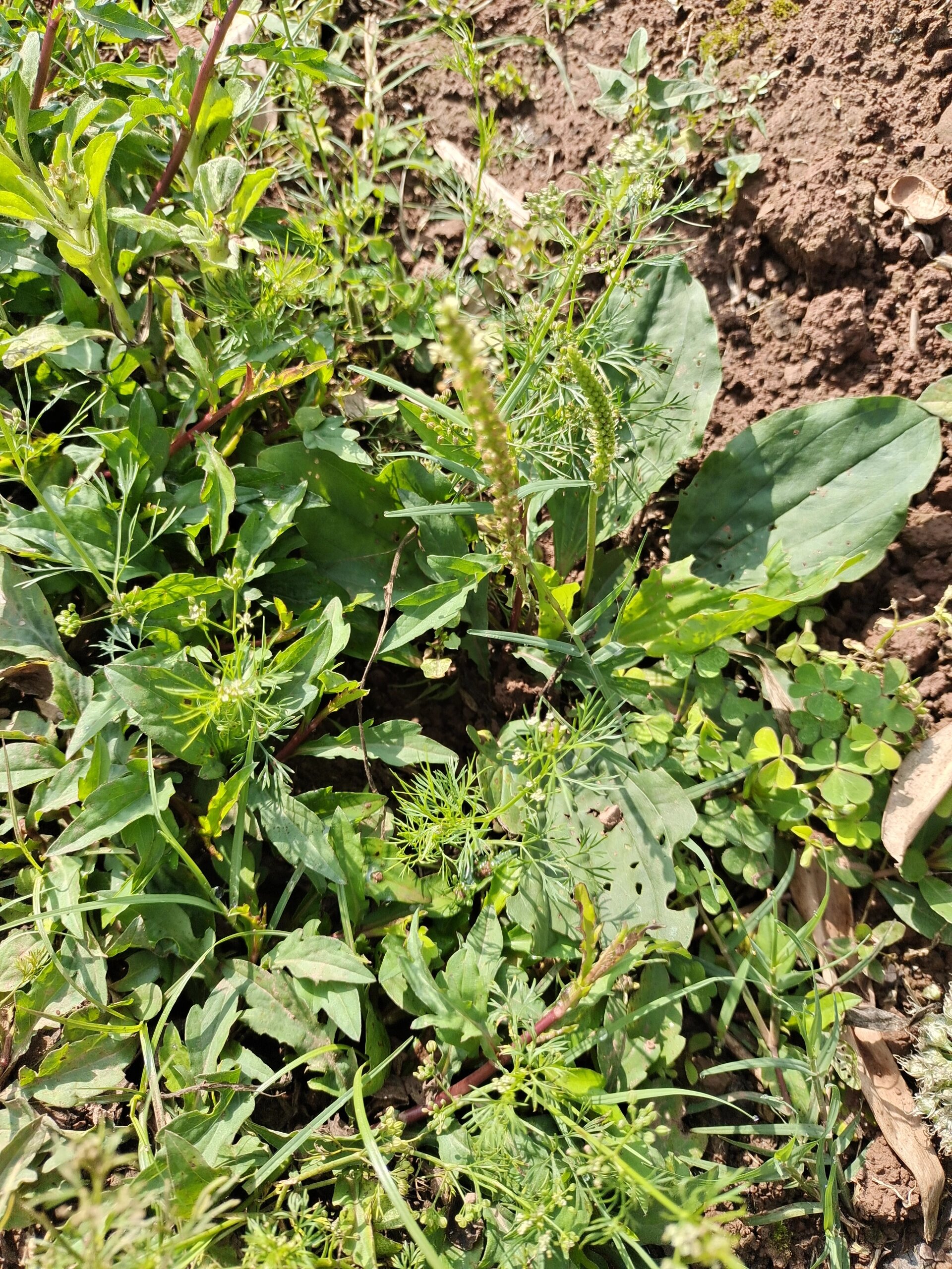 童年的的中草药之半夏