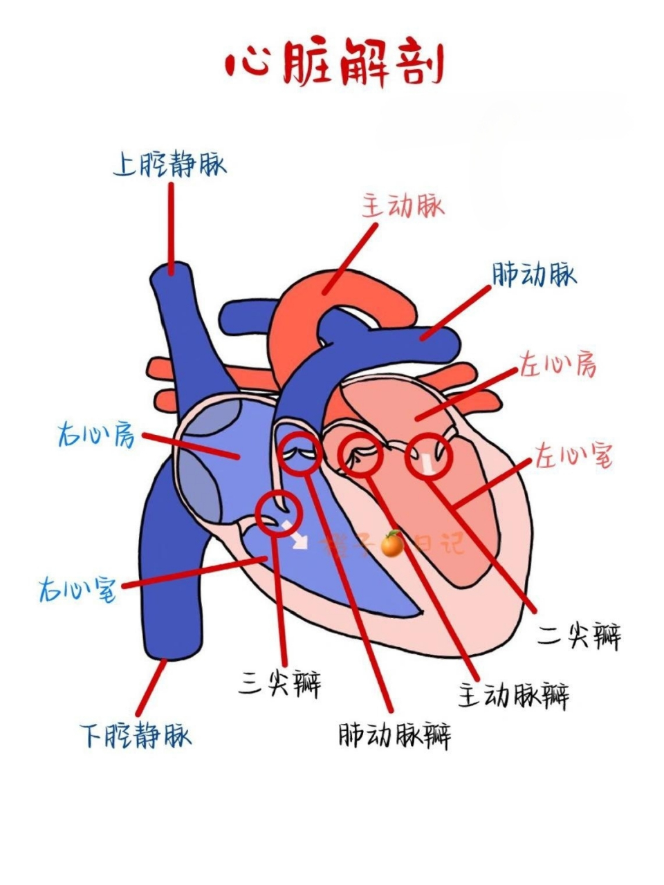 左右心房心室分布图图片