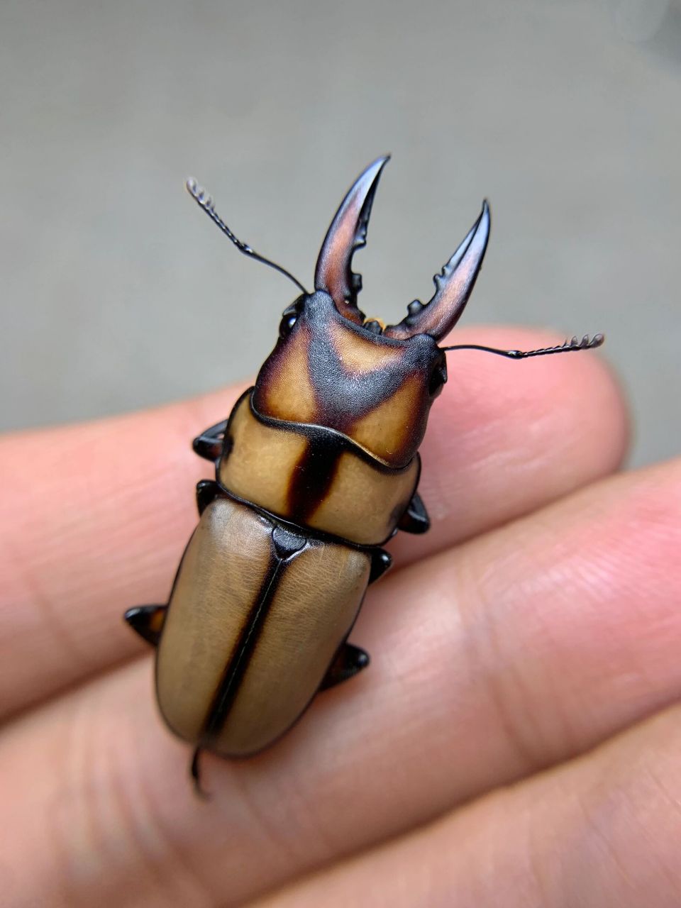 小夹子们～ 鸡冠和y纹锯[害羞]#昆虫# #甲虫# #锹甲