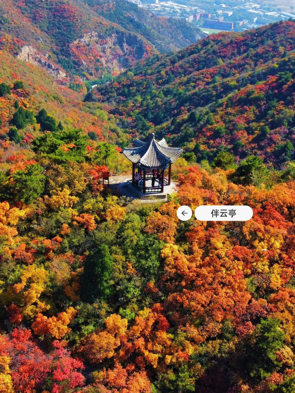 15实况 太原龙山已层林尽染93赏秋顶流! 93都红了!