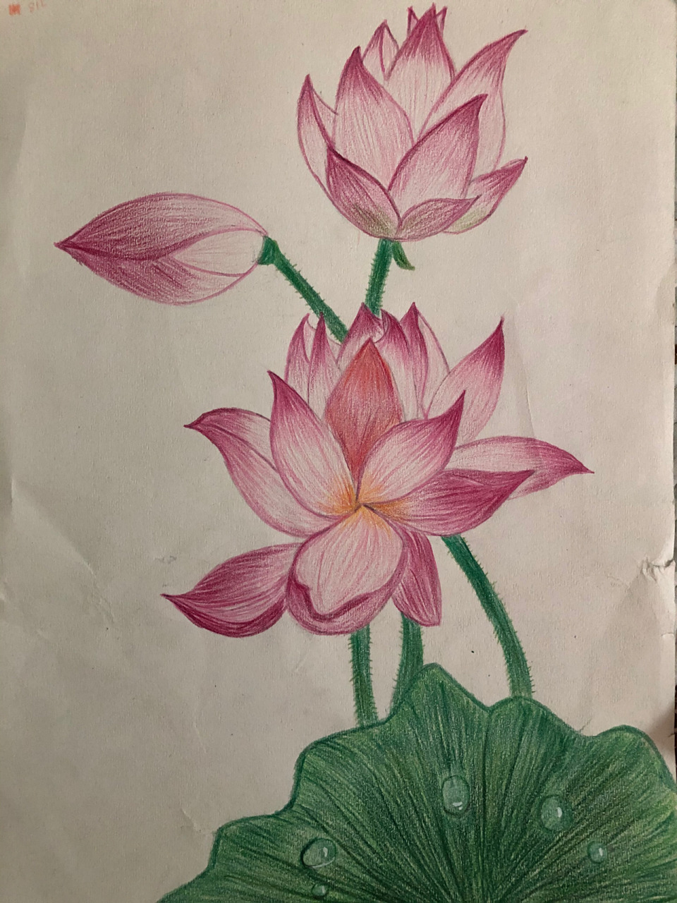 自学彩铅画丨荷花 荷叶 水珠绘画 1.