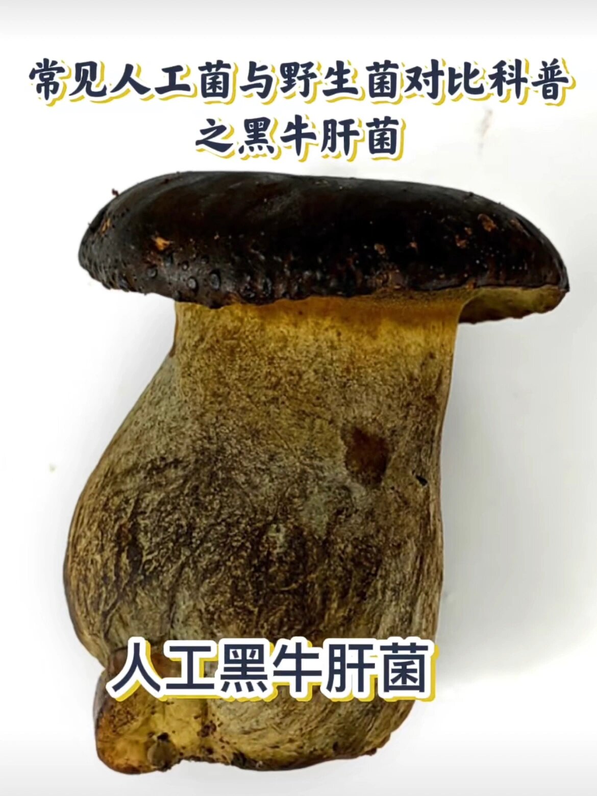 黑牛肝菌有毒吗图片