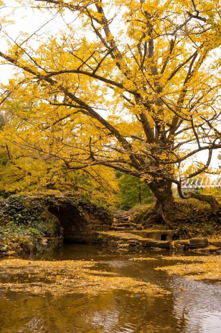 腾冲银杏村 11月让我们邂逅腾冲银杏村 大理到腾冲,看最美银杏,可以报