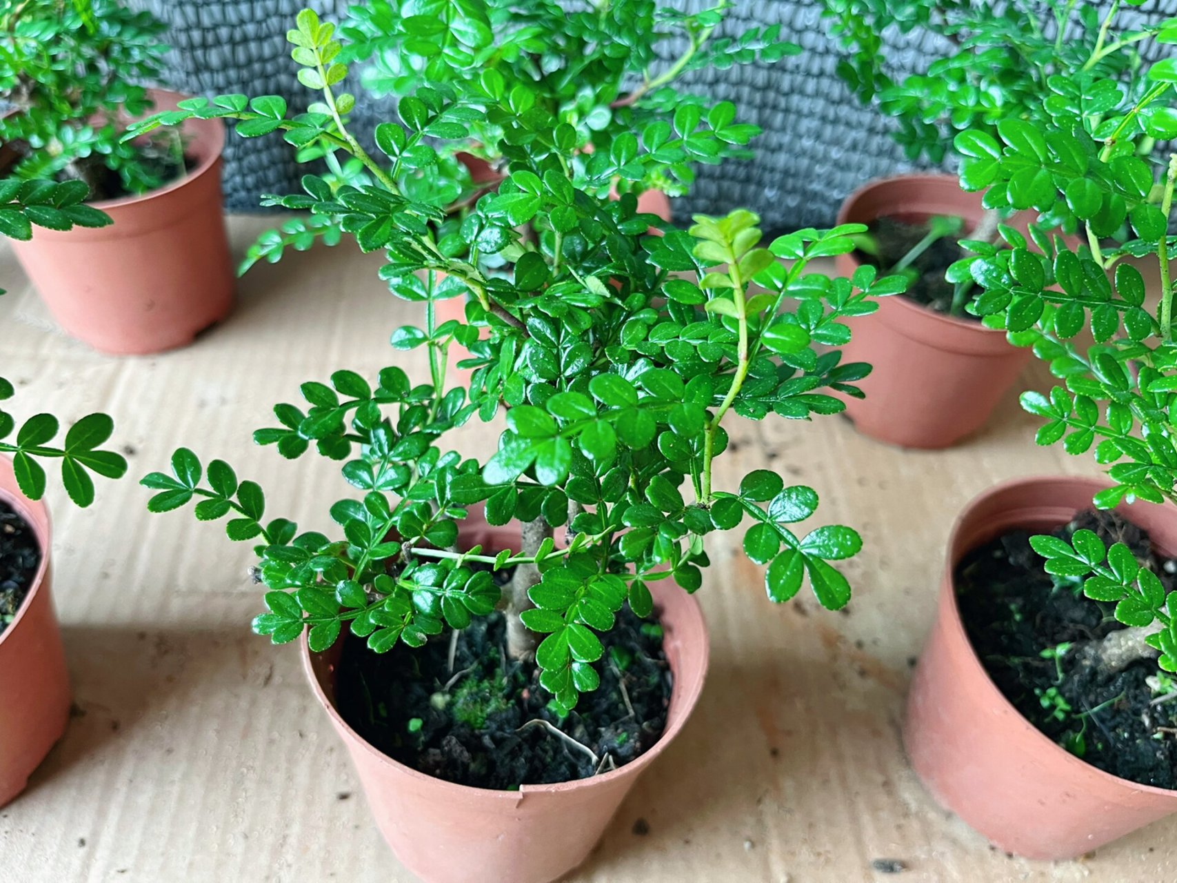 清香木盆栽,带盆发,实拍小巧玲珑 清香木盆栽,带盆发,实拍小巧玲珑,可