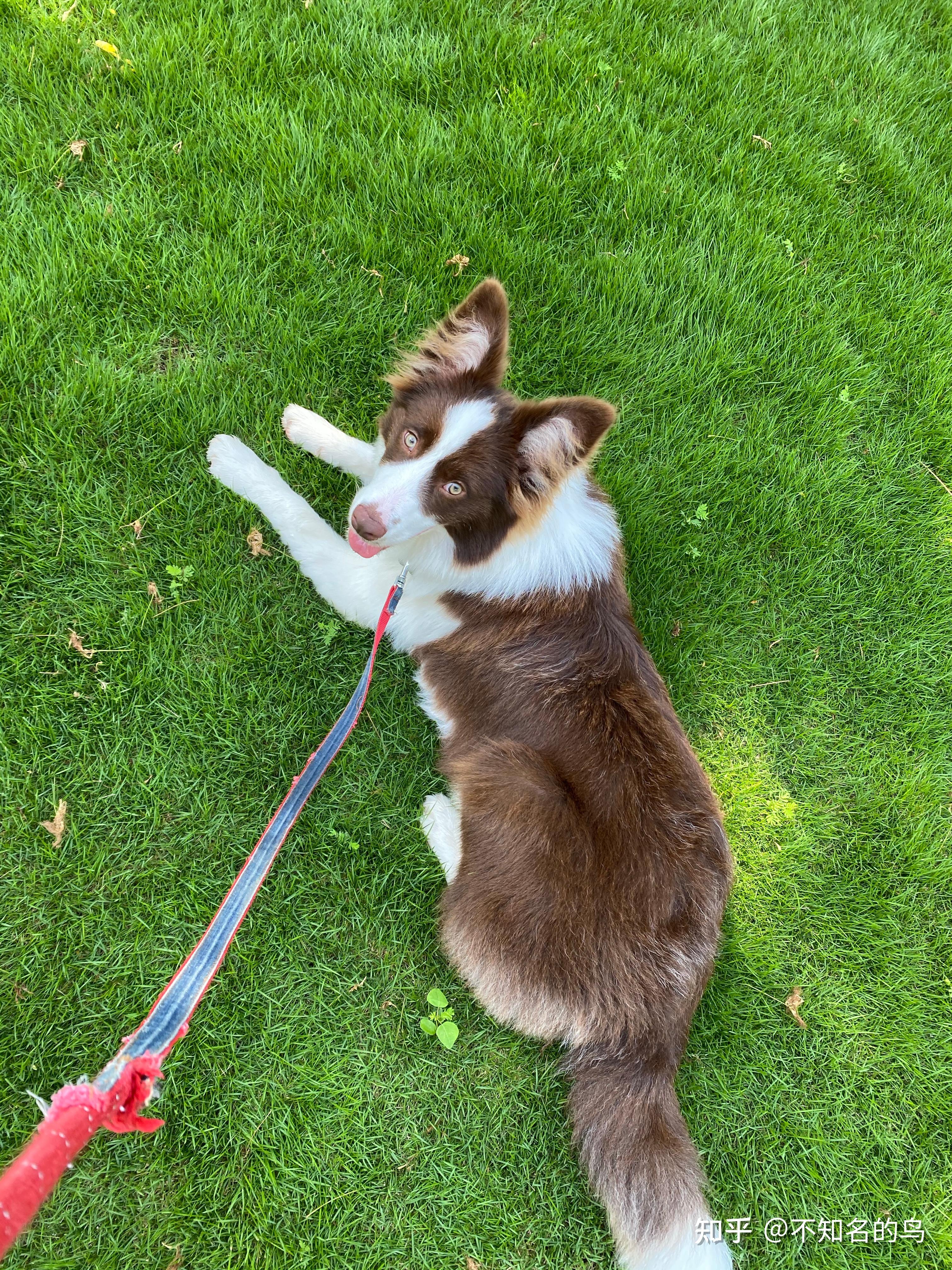 请问这是纯种边境牧羊犬吗