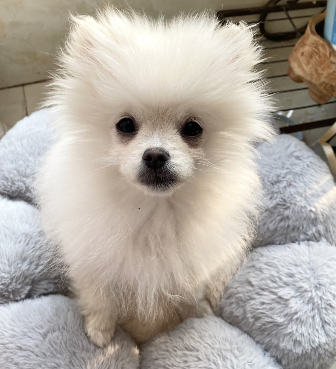 四个月的博美尴尬期 尴尬期,猴脸97一天比一天明显了,丑呆丑呆的,让