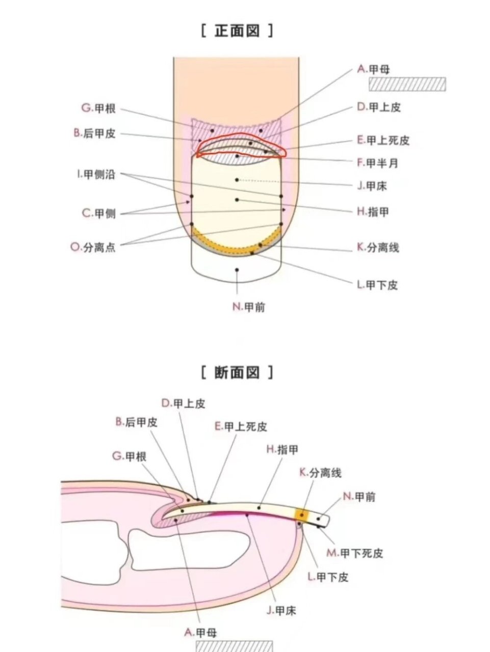 手指甲的结构及解剖图图片