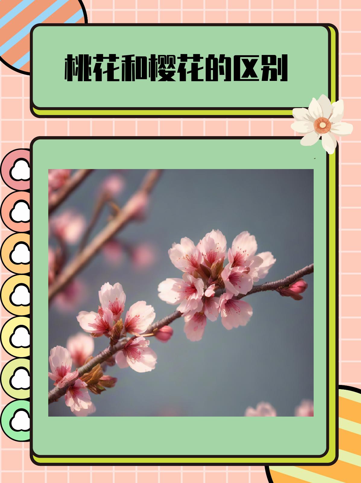 桃花和樱花的区别