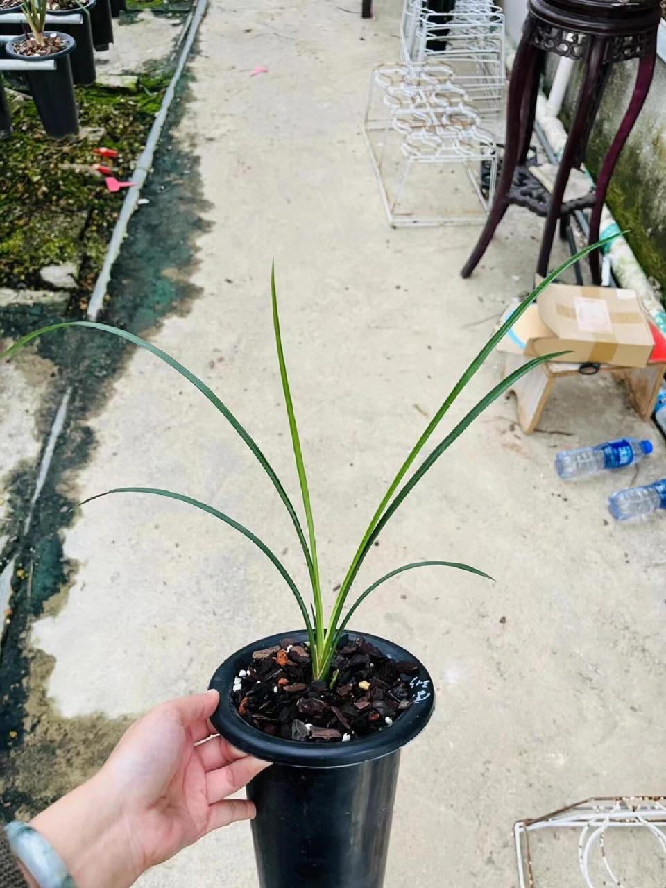 莲瓣兰永怀素