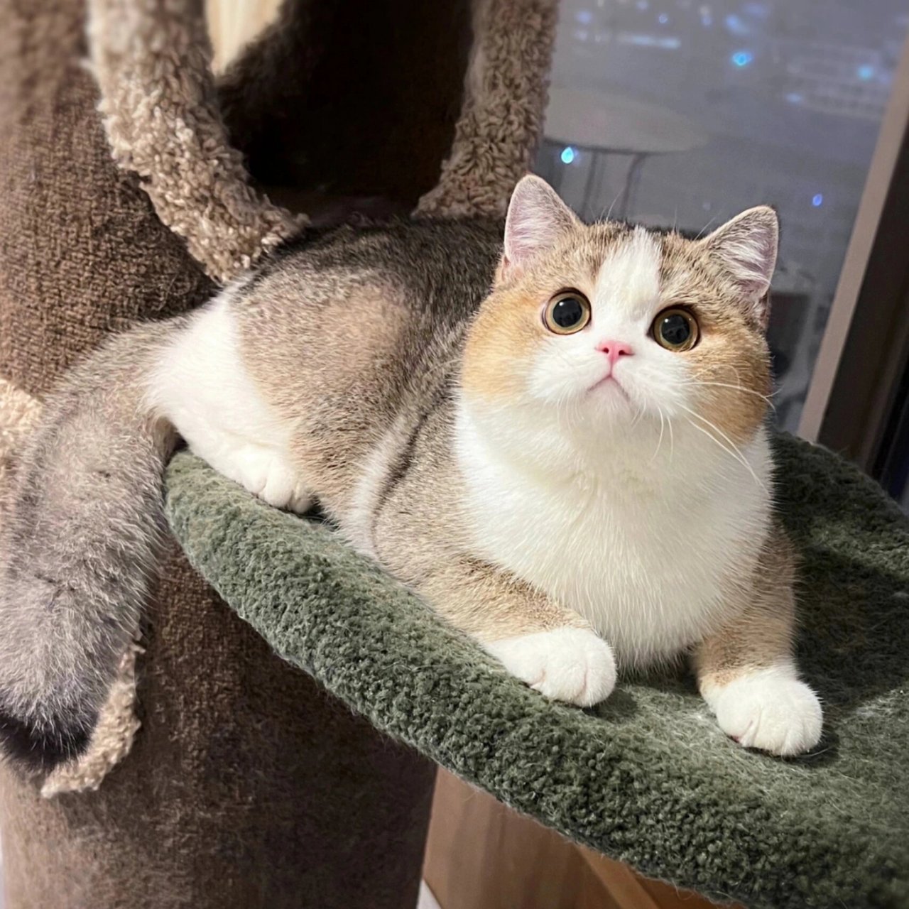 小胖几哦 是个boy #我家宠物好可爱# #我的萌宠# #吸猫# #英短金渐层