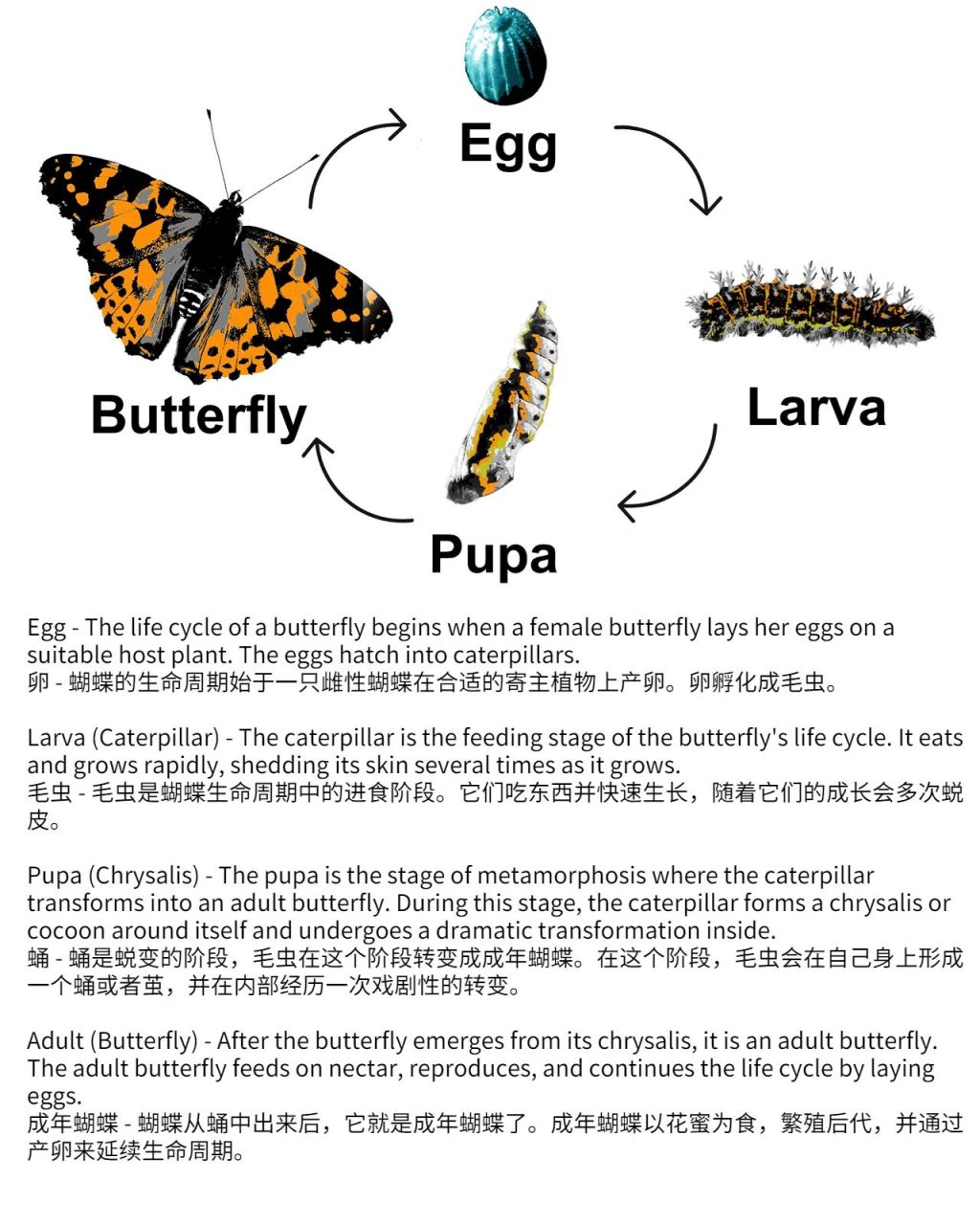 蝴蝶形态理论与图解图片