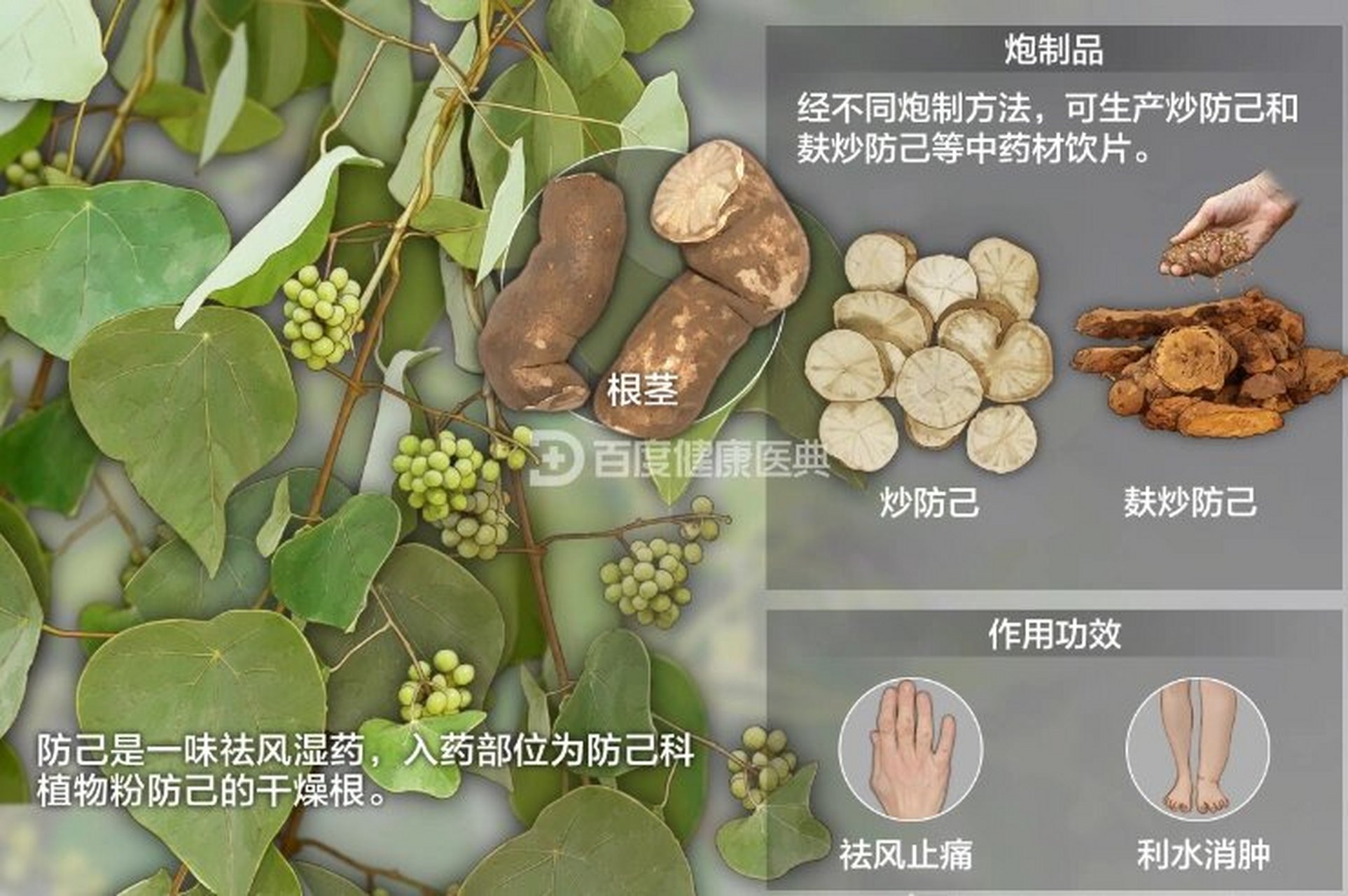 身边的中草药-防己 防己主产地:浙江,江西,安徽,湖北 功效作用:风湿痹